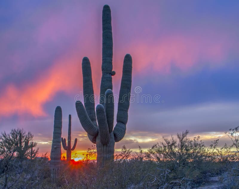 Por do sol do deserto do Arizona com cacto do saguaro fotografia de stock royalty free Por do sol do deserto do Arizona com cacto do saguaro fotografia de stock royalty free
