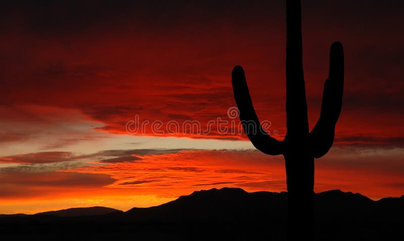 Desert sunset with saguaro cactus. Desert sunset with saguaro cactus