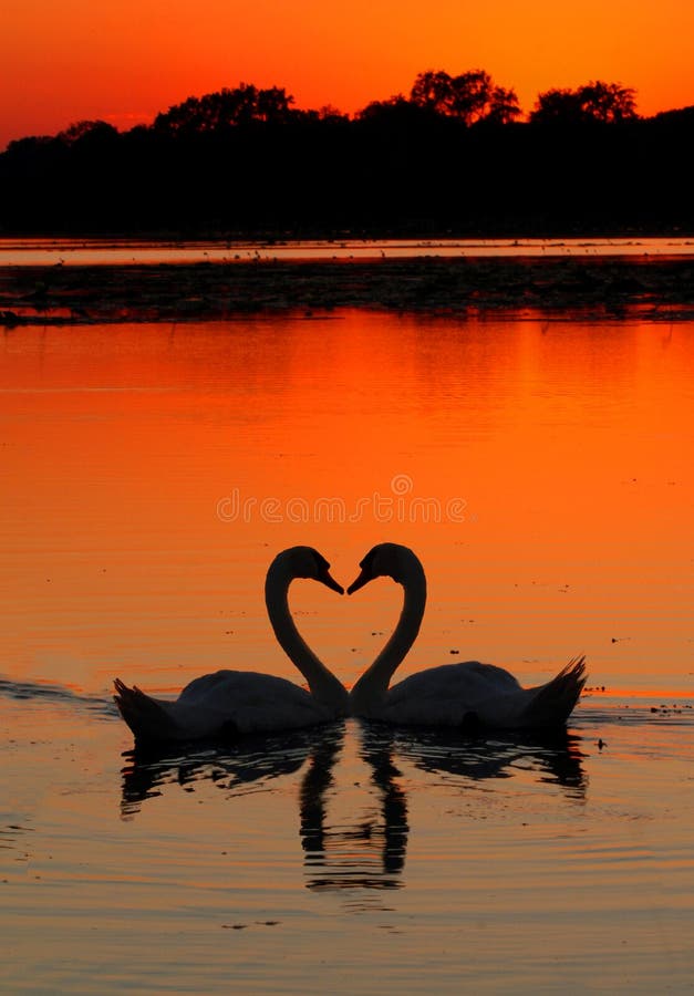 Two swans in the shape of a heart at sunset. Two swans in the shape of a heart at sunset