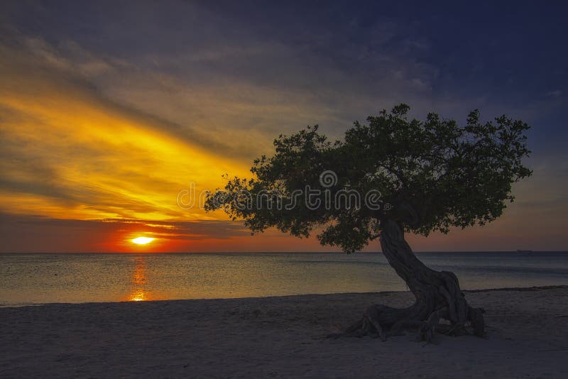 Por do sol em Aruba com árvore de Divi Divi imagem de stock royalty free Por do sol em Aruba com árvore de Divi Divi imagem de stock royalty free