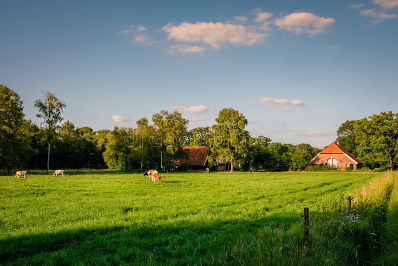 Por do sol em uma paisagem holandesa típica Twente da exploração agrícola do verão, Overijssel imagem de stock royalty free Por do sol em uma paisagem holandesa típica Twente da exploração agrícola do verão, Overijssel imagem de stock royalty free