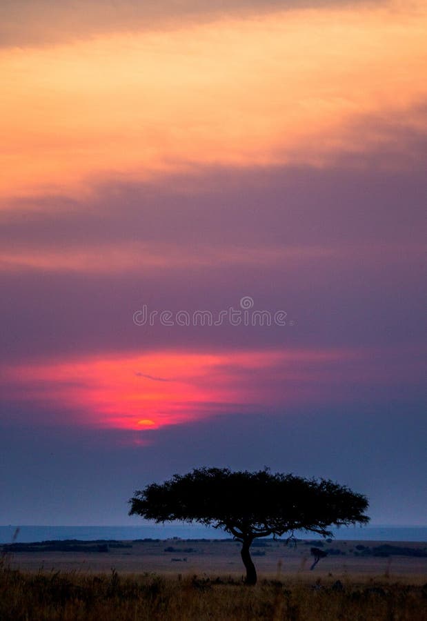 Por do sol no Maasai Mara National Park África kenya fotos de stock Por do sol no Maasai Mara National Park África kenya fotos de stock
