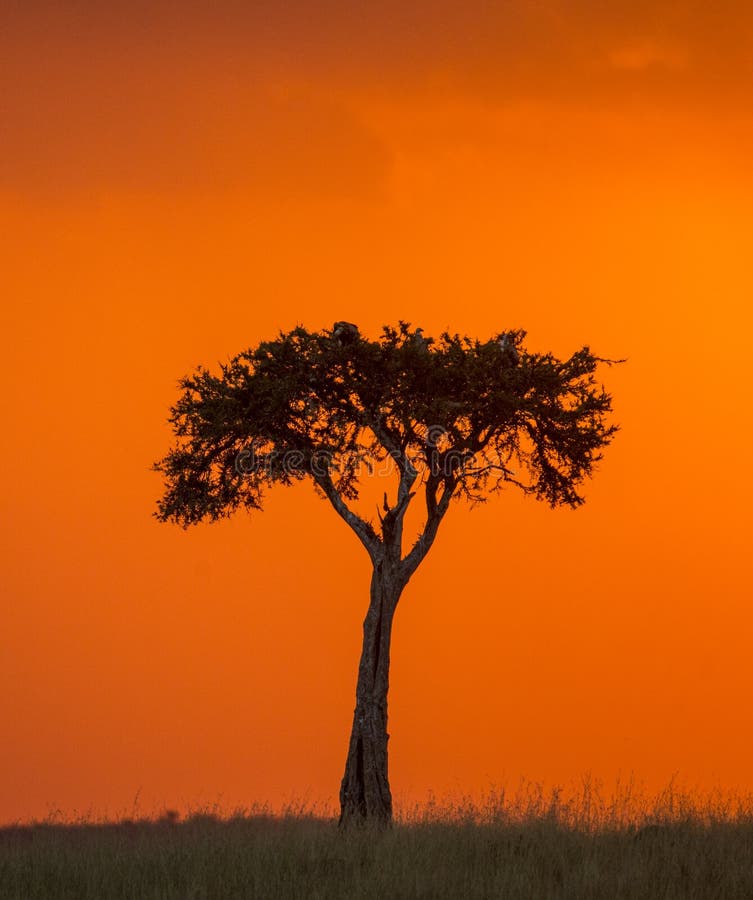 Por do sol no Maasai Mara National Park África kenya imagens de stock royalty free Por do sol no Maasai Mara National Park África kenya imagens de stock royalty free