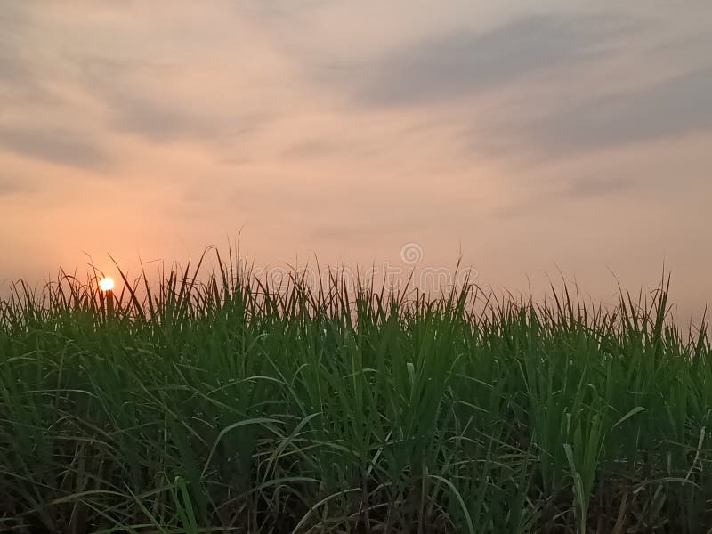 Por do sol nos campos do guindaste do açúcar imagem de stock Por do sol nos campos do guindaste do açúcar imagem de stock
