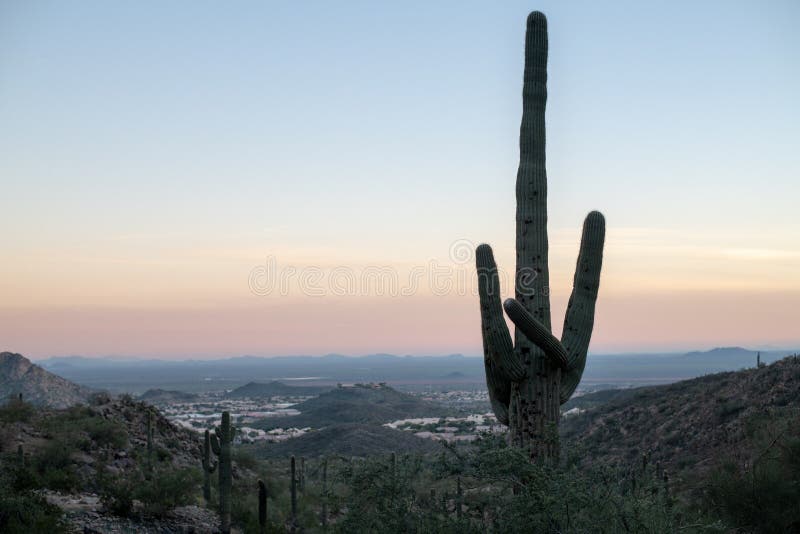 Por do sol o Arizona do cacto do Saguaro fotos de stock royalty free Por do sol o Arizona do cacto do Saguaro fotos de stock royalty free