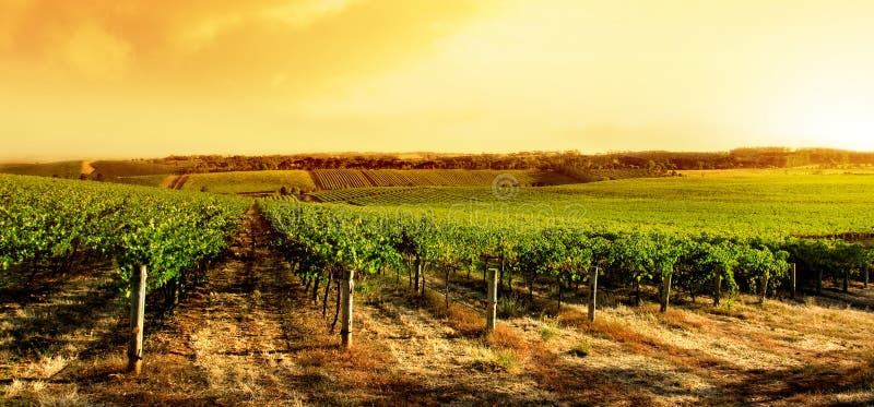 Por do sol surpreendente do vinhedo fotografia de stock royalty free Por do sol surpreendente do vinhedo fotografia de stock royalty free