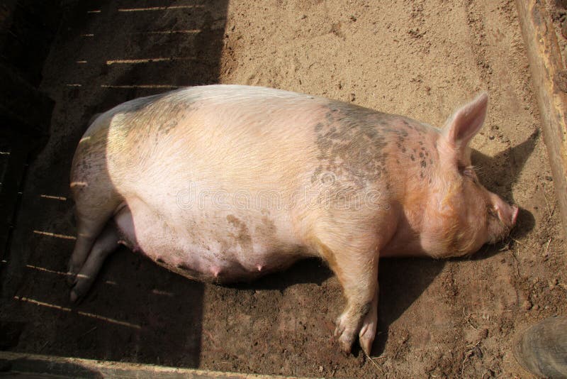 Porc enceinte photo libre de droits Porc enceinte photo libre de droits