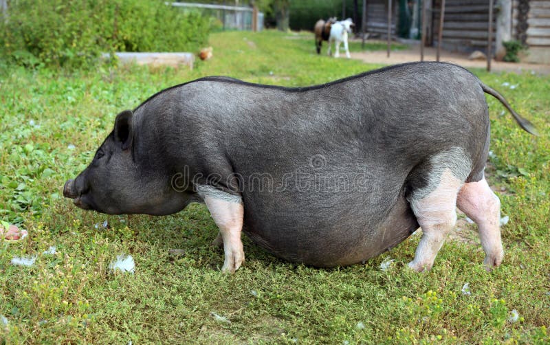 Porc enceinte noir et blanc à la ferme gratuite de gamme photographie stock libre de droits Porc enceinte noir et blanc à la ferme gratuite de gamme photographie stock libre de droits