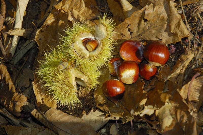 Sweet or Spanish Chestnut - Castanea sativa Nuts on ground with husks & dead leaves. Sweet or Spanish Chestnut - Castanea sativa Nuts on ground with husks & dead leaves