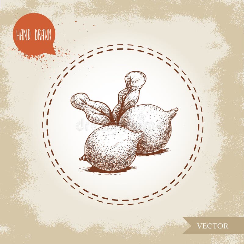 Porcas de macadâmia frescas com folhas Ilustração tirada mão do vetor do estilo do esboço no fundo velho Alimento e ingrediente c ilustração do vetor Porcas de macadâmia frescas com folhas Ilustração tirada mão do vetor do estilo do esboço no fundo velho Alimento e ingrediente c ilustração do vetor