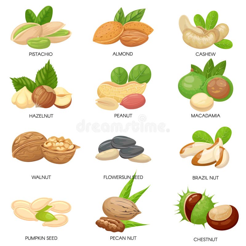 Porcas e sementes Amendoim, porca de macadâmia e petiscos crus do pistache Sementes da planta, caju saudável e semente de girasso