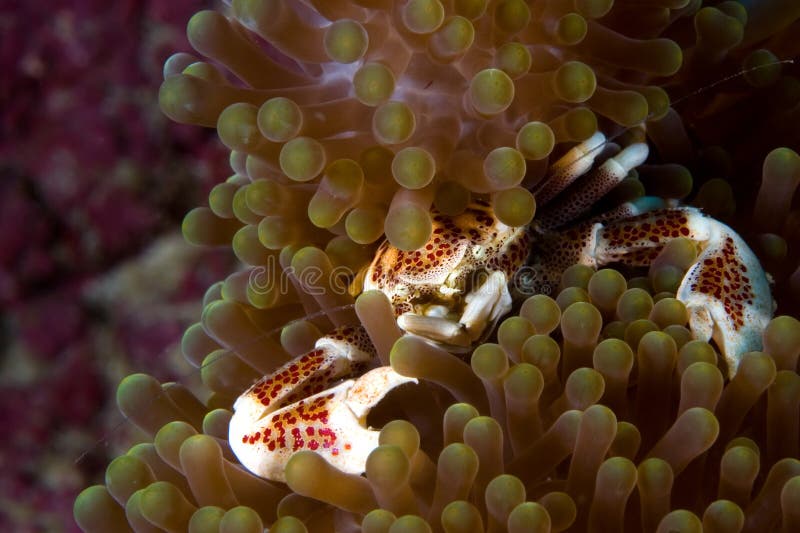 Porcelain Crab, Phillipines royalty free stock photo