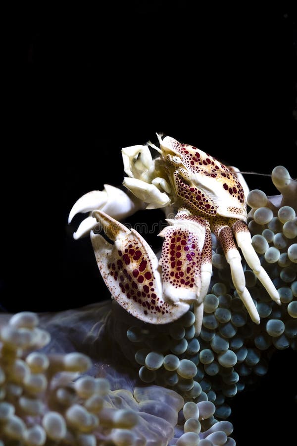 Porcelaincrab in sea anemone royalty free stock image