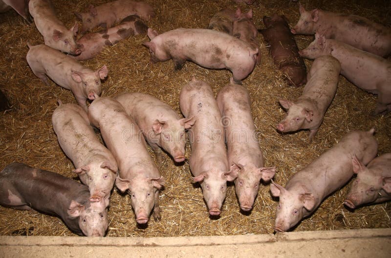 Porcellini che crescono ad una fattoria degli animali industriale fotografie stock Porcellini che crescono ad una fattoria degli animali industriale fotografie stock