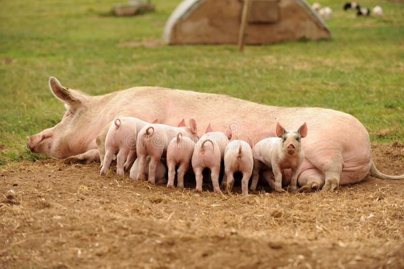 Porcellini che si alimentano dalla scrofa fotografia stock libera da diritti Porcellini che si alimentano dalla scrofa fotografia stock libera da diritti