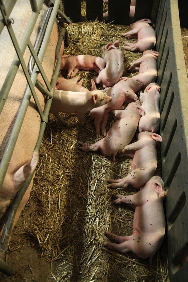 Porcellino neonato che dorme nel granaio dopo l'allattamento fotografie stock libere da diritti Porcellino neonato che dorme nel granaio dopo l'allattamento fotografie stock libere da diritti