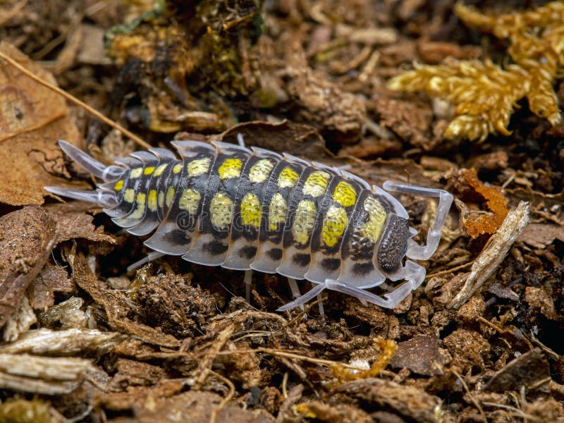 Porcellio Haasi Dorsal Copyright Ernie Cooper 2018 Image stock Image du photographie, truie