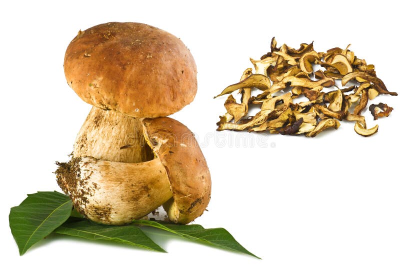 Porcini mushroom stock photo. Image of body, fruiting 23183098