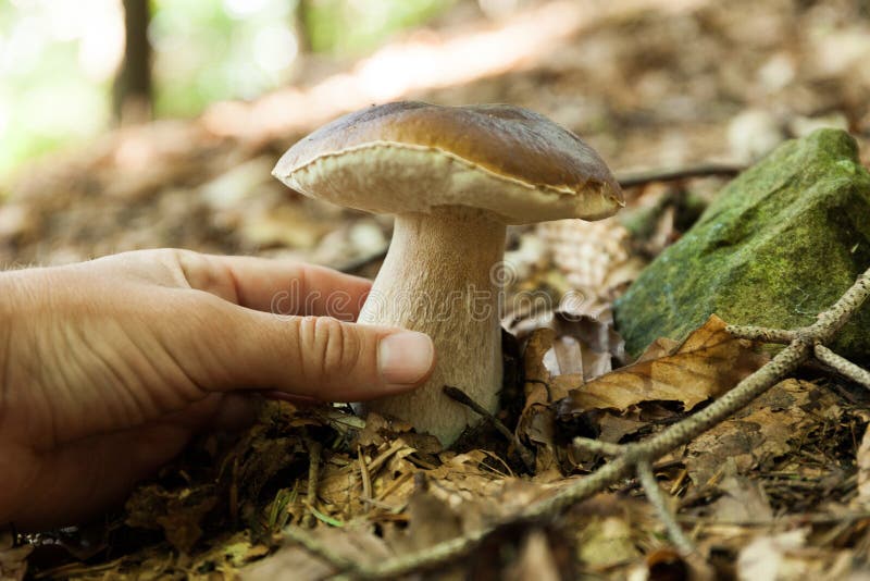 Porcini august autumn brown forest food. Wild penny bun, cep, porcino stock photography Porcini august autumn brown forest food. Wild penny bun, cep, porcino stock photography