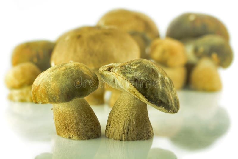 Porcini mushrooms stock photo. Image of indoors, nutrient 32087950