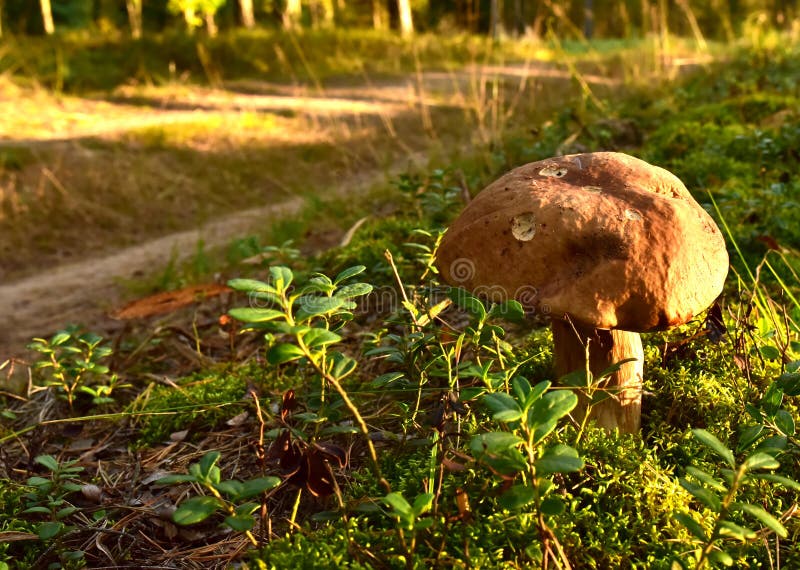 Re Fungo Porcino (Boletus Betulicola) Semi Micelio Spore Spawn
