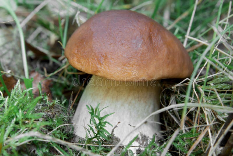 Porcini Grows in the Forest Closeup Stock Image Image of fall