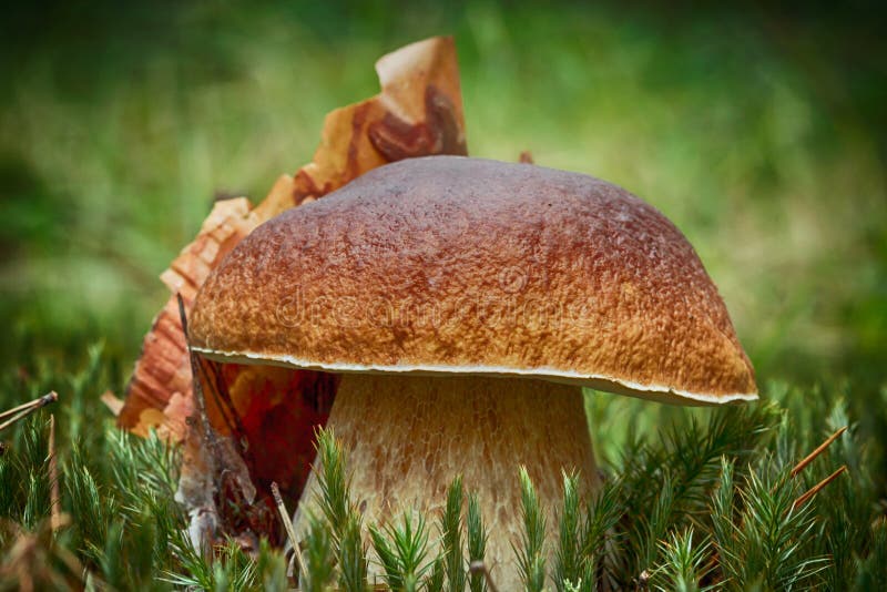 Porcini stock image. Image of mushroom, ingredient, forest 76979459