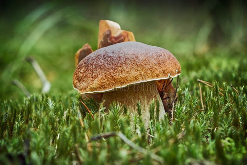 Porcini stock image. Image of mushroom, ingredient, forest 76979459