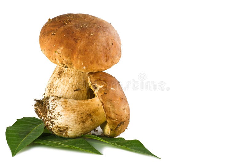 Big Porcini Mushroom Grow in Moss Forest Stock Image Image of growing