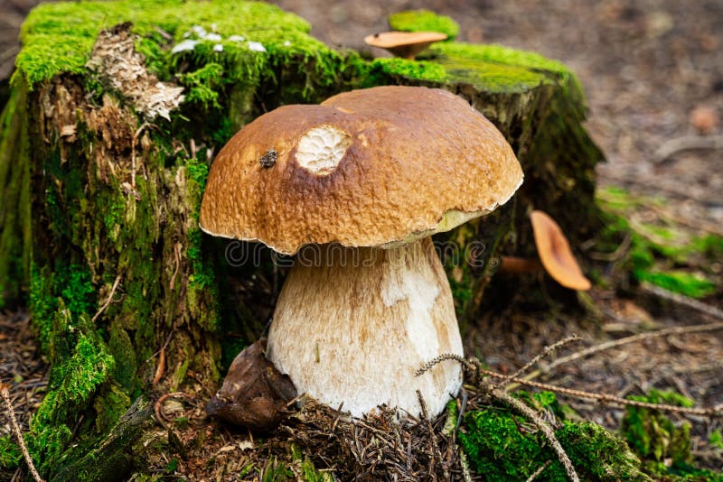 Porcini Mushroom in Forest stock photo. Image of uncultivated 196159516