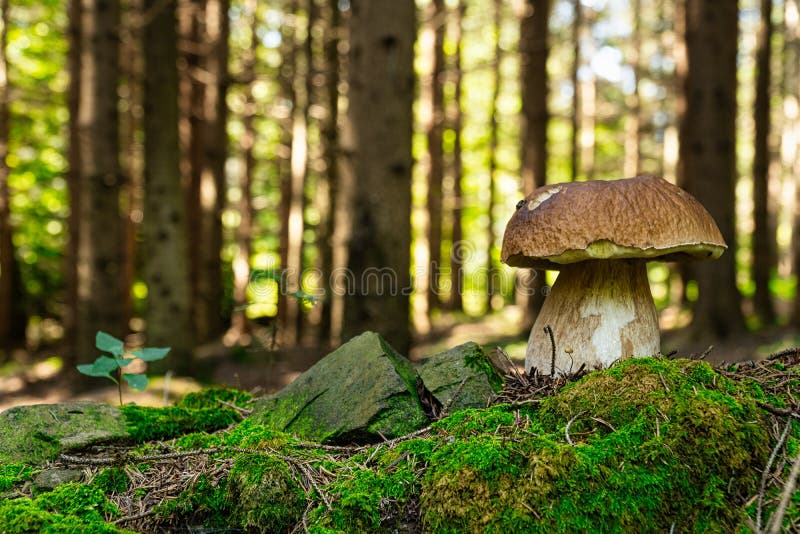 Porcini Mushroom in Forest stock photo. Image of autumn 196159546