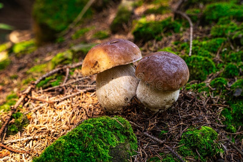 Porcini Mushroom in Forest stock photo. Image of season 196159608