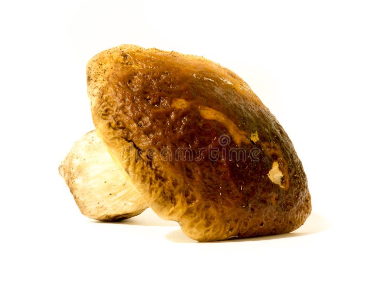 Porcini mushroom. stock photo. Image of relief, fungus 110400874