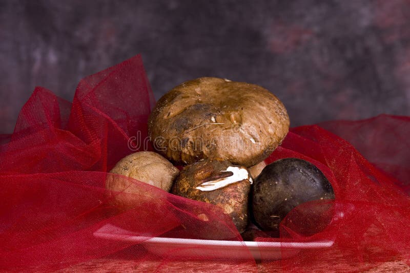 Porcini mushrooms stock image. Image of dried, porcini 11507879