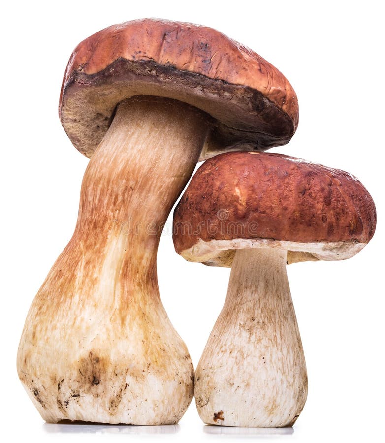 Porcini Mushrooms. File Contains Clipping Paths Stock Image Image of