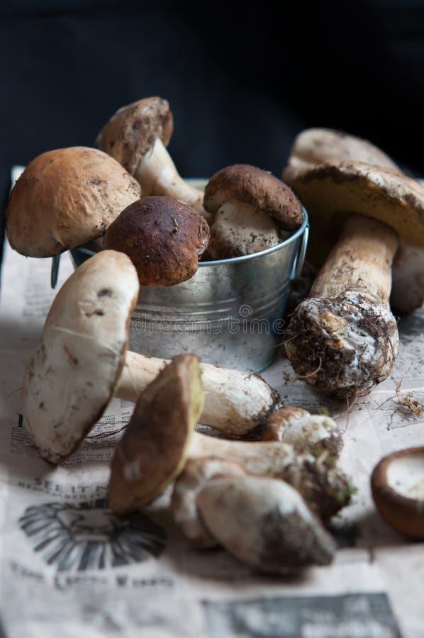 Fresh wild porcini mushrooms on journal paper