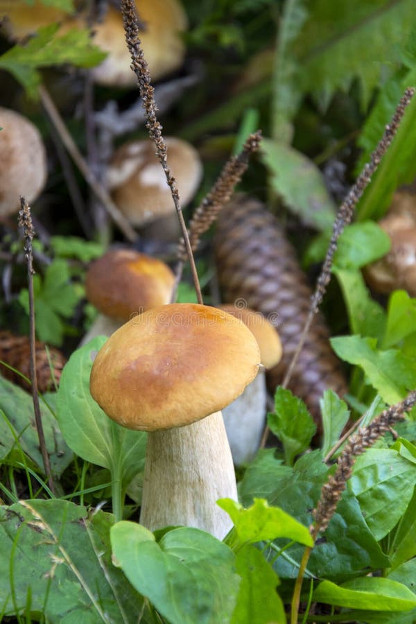 Mushrooms in the Forest. Porcini Mushrooms Grow in a Heap in the Grass