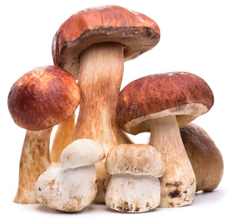 Porcini mushrooms on a white background.