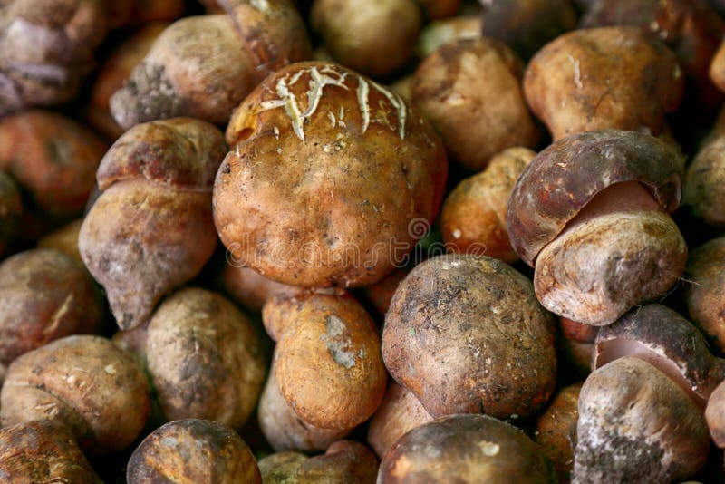 Porcini mushrooms in a wooden box stock images Porcini mushrooms in a wooden box stock images