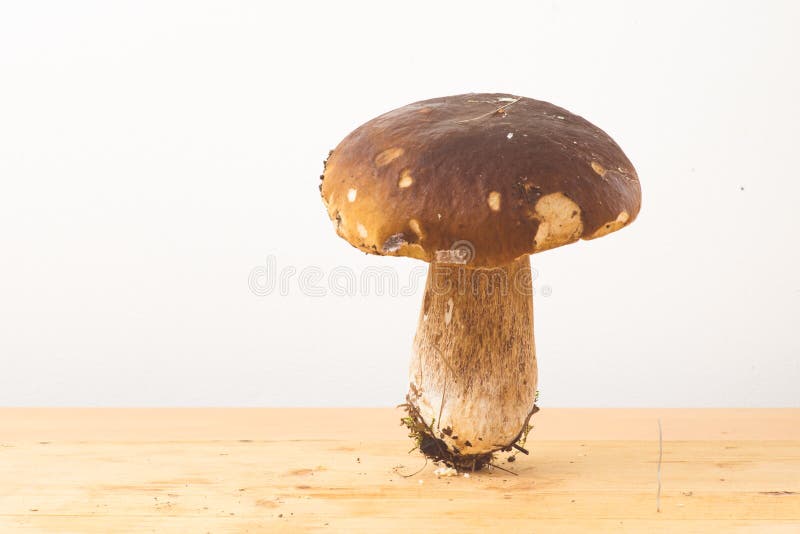 Porcini Pilz auf weißem Hintergrund