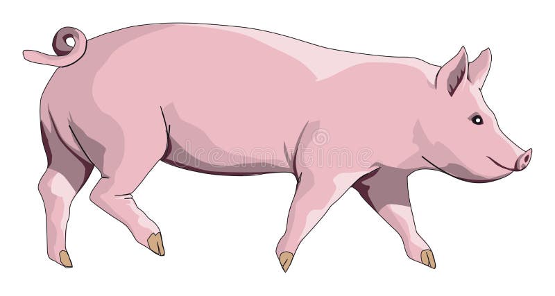 Pink domestic pig. Vector illustration isolated on white background. Pink domestic pig. Vector illustration isolated on white background