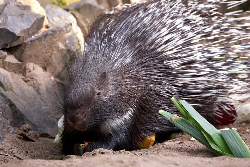 Novo Mundo Porco Espinho Família Erethizontidae Desenho Realista