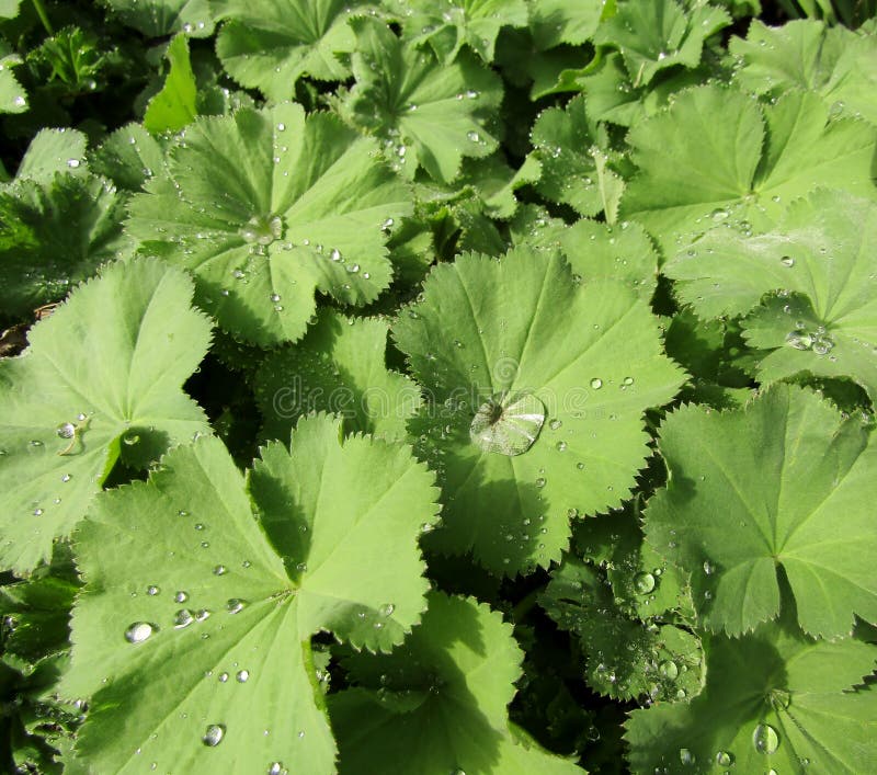 Porco da manhã nas folhas verdes da Alumroot americana fotografia de stock Porco da manhã nas folhas verdes da Alumroot americana fotografia de stock