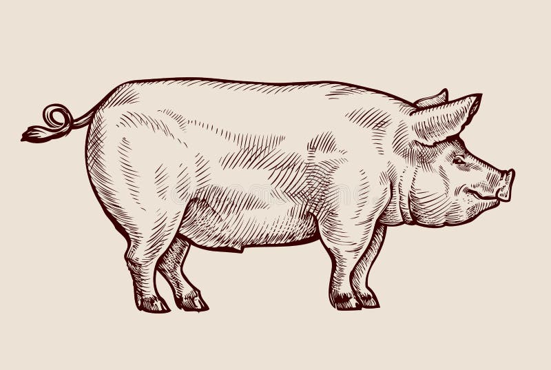 Sketch pig. Hand drawn vector illustration. Sketch pig. Hand drawn vector illustration