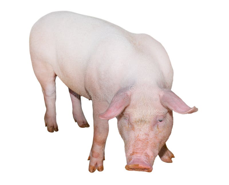 Porco isolado no comprimento completo do fundo branco Porco cor-de-rosa muito engraçado e bonito que está e que olha diretamente