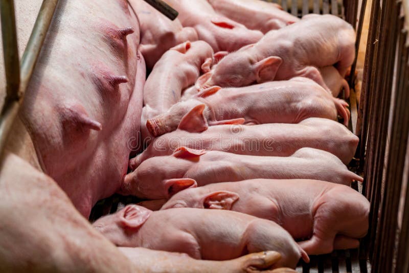 Porco pequeno que dorme após ter comido o leite do porco da mãe terminado imagens de stock Porco pequeno que dorme após ter comido o leite do porco da mãe terminado imagens de stock