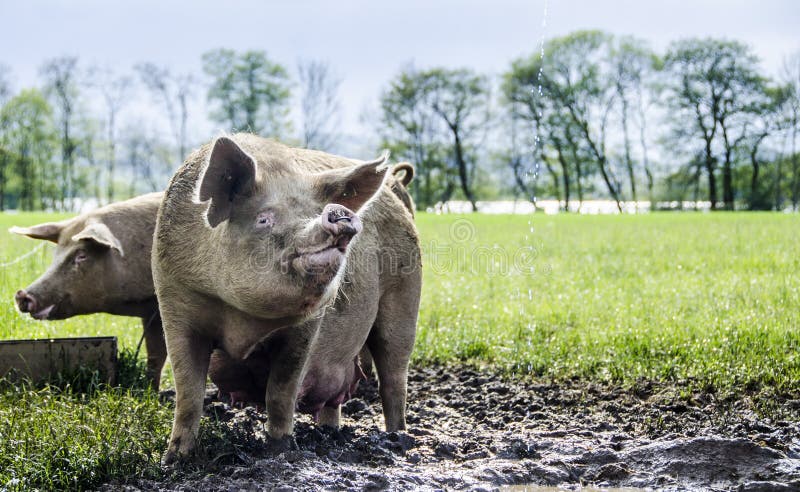 Porcos orgânicos foto de stock