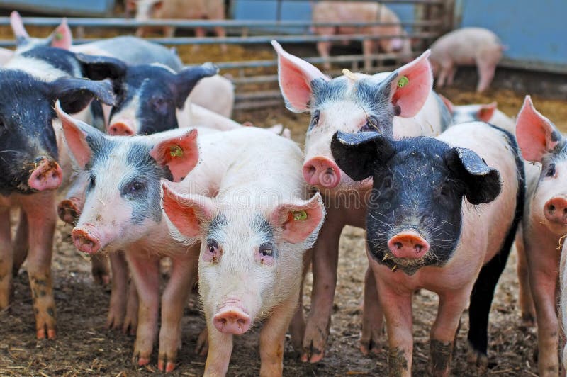 Porcs à la ferme image stock Porcs à la ferme image stock