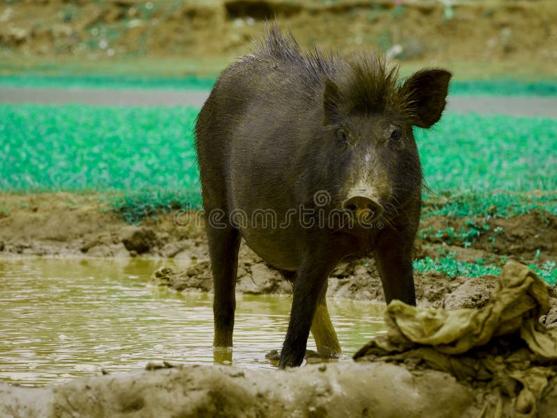 Porcul asiatic local prezentat pe câmpul lichid din noroi royalty free stock photography