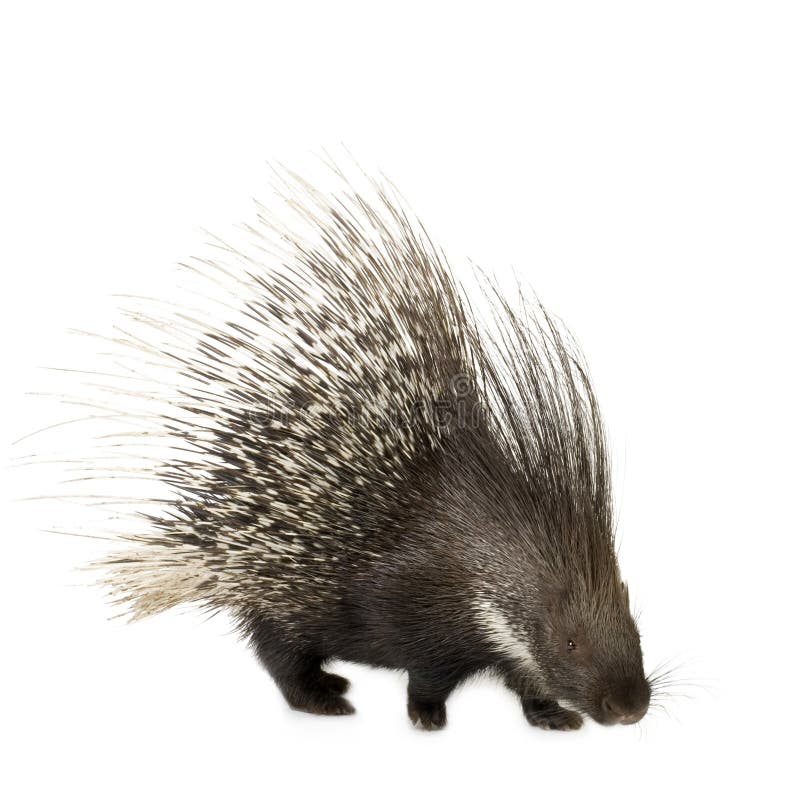 Porcupine v přední bílé pozadí.